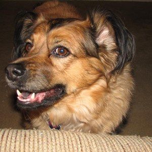 Meet your Posher, Dan